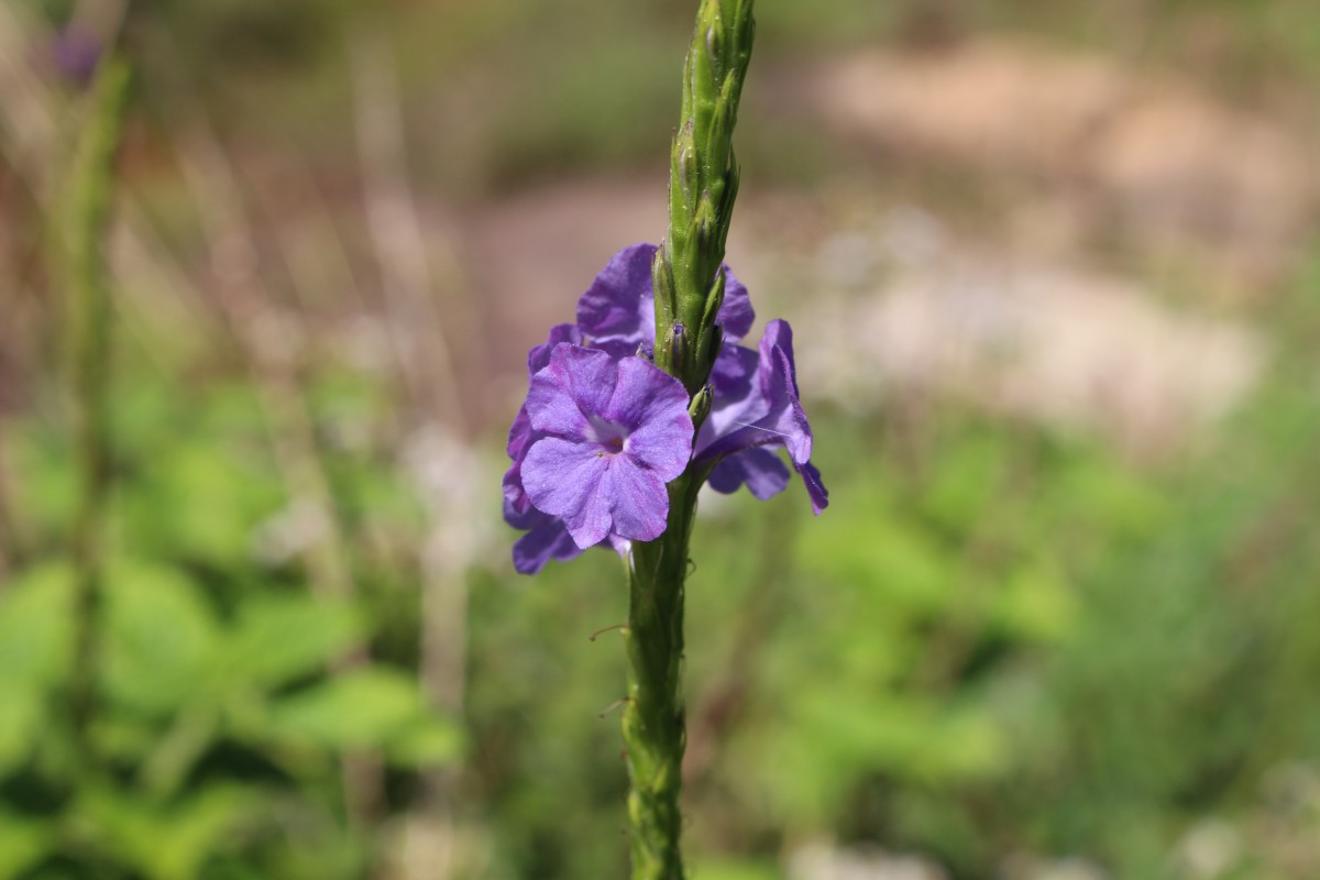 Stachytarpheta urticifolia Sims